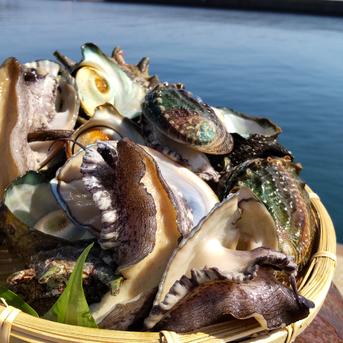 《父の日ギフト》養殖あわび&天然サザエセットアワビ50g 8枚　　サザエ1.8kg（12〜16個） アワビ50g 8枚　　サザエ1.8kg（12〜16個） 魚介類/魚介セット・詰め合わせ通販