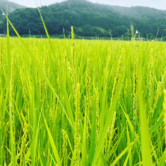 無農薬天日干しコシヒカリ玄米10キロ ｜ 米・穀物/玄米 産直アウル