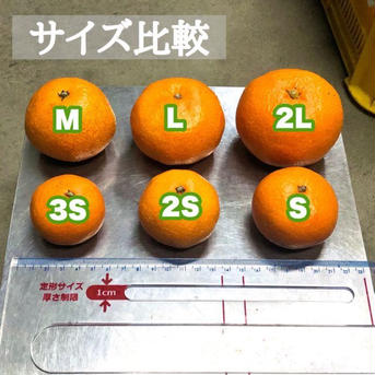 山北みかん Lサイズ 5kg 訳あり 家庭用 早生 興津 高知県産 5kg 果物/温州みかん通販