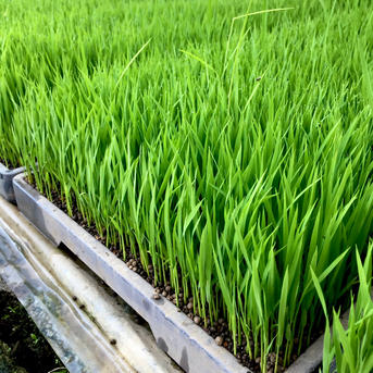 愛媛県西条産 にこまる 白米 9キロ ｜ 米・穀物/米/精米 産直アウル