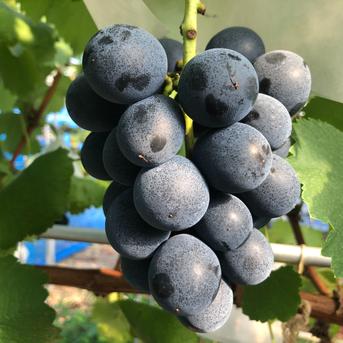 粒パック』濃厚ナガノパープル パック詰め1kg 家庭用 クール便