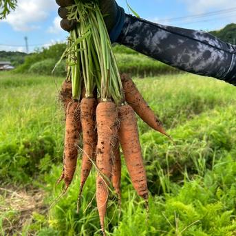 自然の甘みがぎゅっと詰まった！農薬不使用にんじん 10kg（農薬