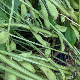 【丹波篠山】農薬、化学肥料不使用　黒枝豆 500グラム 野菜/豆類通販