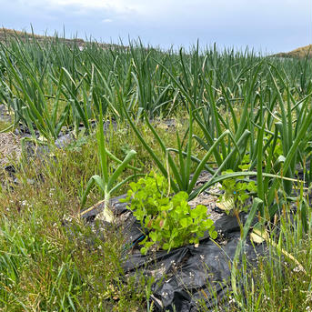 【小玉】農薬・除草剤不使用！淡路島 玉ねぎ 3kg いつものサラダをアップグレード 玉ねぎ3kg Sサイズ17個前後 野菜/玉ねぎ通販
