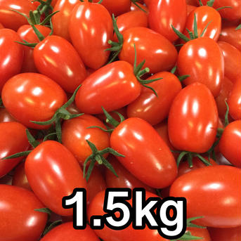 サザキ農園の『アイコ』1.5kg 1.5kg 野菜/トマト通販