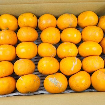 【選果落ち 訳あり商品】熊本県産  せとかみかん 約3kg 箱込み【003】 サイズ不揃い 熊本 九州 みかん 熊本産  蜜柑 食品 家庭用 訳あり 贈答不可 その他 果物 フルーツ  約3kg 箱込み 果物/オレンジ・その他みかん通販