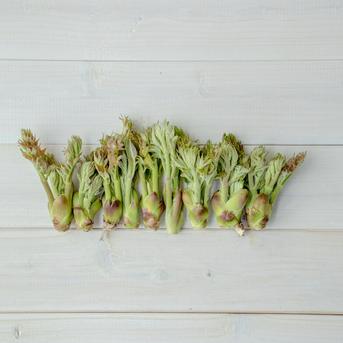 山菜の王様 採れたて天然たらの芽 約200g＋オマケ1種 約200g＋オマケ1種 野菜/山菜通販