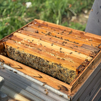 国産[徳島産]純粋 天然 生はちみつ 300g 2個セット ｜ はちみつ