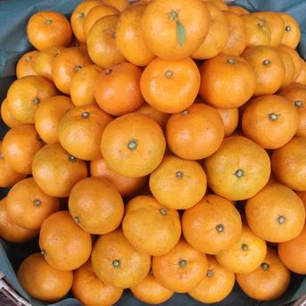 長崎県産訳あり早生みかん5kg 5kg 果物/温州みかん通販