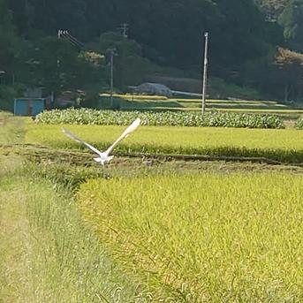 ボカシ米(コシヒカリ)10kg(５kg×2) 10kg(総重量) 米・穀物/米/精米通販