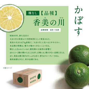小さくて使いやすい！種無し小玉かぼす2kg（約40～60個） 種なしかぼす小玉2kg 果物/香酸柑橘(ライム・レモン等)通販