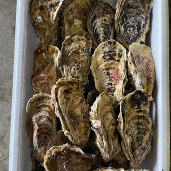 北海道産海峡牡蠣 殻付き牡蠣70個 魚介類/牡蠣通販