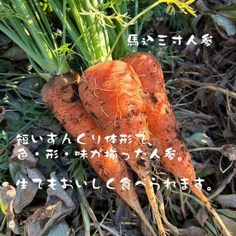 固定種にんじん2種のセット『筑摩野五寸 & 馬込三寸』(1.8kg) | 野菜