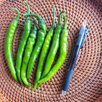 激辛唐辛子 北海道産2kg 青 | 野菜/スパイス 産直アウル 農家から直接