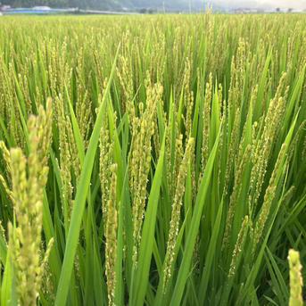 6周年限定】もち米 玄米10kg 令和7年産モチミノリ ｜ 米・穀物/もち米 