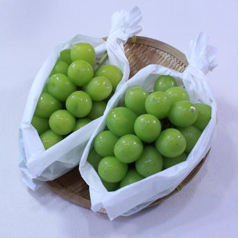 【長野県産】シャインマスカット1.1kg 2房入り贈答品 1.1kg 果物/ぶどう通販