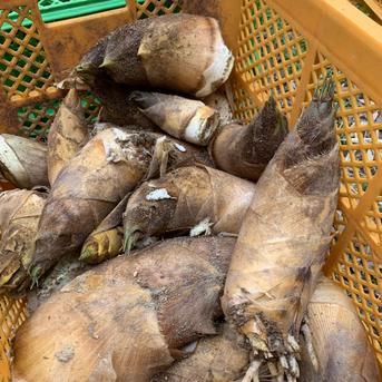 訳あり水煮【自然栽培】殆どアク無し 柔らか 茹でタケノコ 3kg 3kg 野菜/たけのこ通販