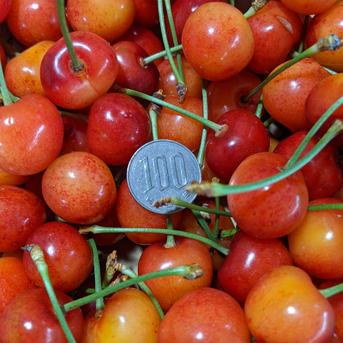 紅秀峰バラ詰め1kg 1kg 果物/さくらんぼ通販