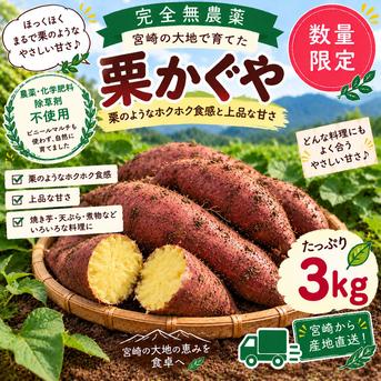 農薬・化学肥料不使用！ホクホク甘い「栗かぐや」たっぷり3kg ｜ 野菜