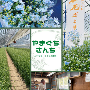  1度で4回楽しめるお花♪デルフィニウム　薄水色　長さミックス　15本　農カード付 15本 花・植物/花・植物通販