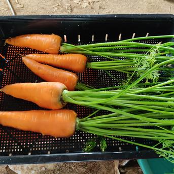 まるでお野菜の宝石箱【贅沢3色の彩り】オレンジ×黄色×紫｜葉付き