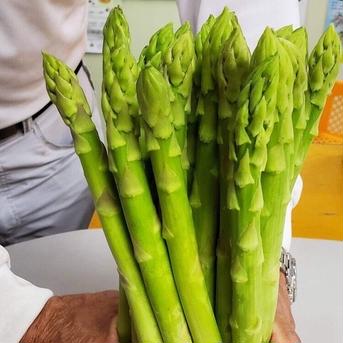 農事組合法人うづと・春芽アスパラガス（600g） 600g 野菜/アスパラガス通販