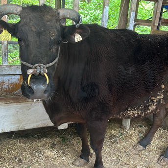【ラスト1パック】兵庫県産黒毛和牛（経産牛）「フランク（焼肉用）200g/パック」【お中元・のし対応】 フランク２００ｇ 肉/牛肉通販