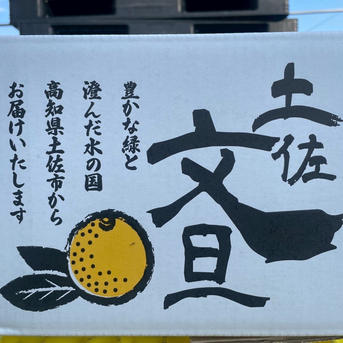 高知県産土佐文旦(訳あり品)3Kg ｜ 果物/オレンジ・その他みかん 産直 