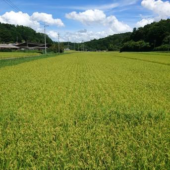 あっさり派に】食べ飽きない軽やかな味わい｜あきさかり玄米20kg ｜ 米