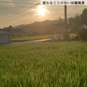 2026年 岡山県産 ニコマル 20kg 精米（精米後、20kg⇒18.0kg程度となり