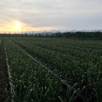 青森県産ホワイト六片種にんにく 大玉 1kg　令和6年度産【高糖度】 1kg 野菜/にんにく通販