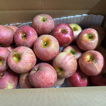🍎【訳あり】サンふじ：ご家庭用に ｜ 果物/りんご 産直アウル 農家