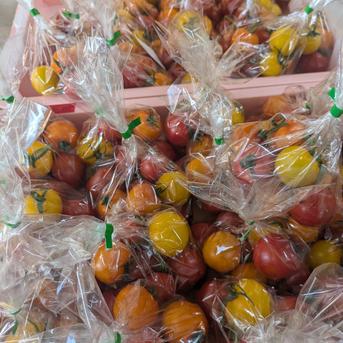 ミニトマト【３種】【２ｋｇ】＜千葉県産＞＜水耕栽培＞天空のとまと！美味しすぎたらごめんなさい。。。 2㎏ 野菜/トマト通販