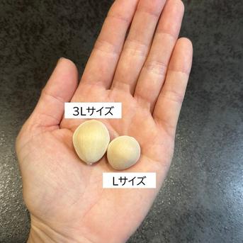 2026年＊新物》＊1番人気＊祖父江産 銀杏 藤九郎大玉3Lサイズ500g