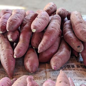 【野菜ソムリエサミット2年連続 金賞受賞】北海道産【味に自信あり🍠只今熟成3ヶ月のべにはるか】洗浄済/訳あり(3kg) さつまいも3kg 野菜/さつまいも通販