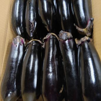 数量限定 とろける長ナス ｜ 野菜/茄子 産直アウル 農家・漁師など生産 