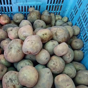 こどもあぐりのきたあかり10kg 10kg 野菜/じゃがいも通販