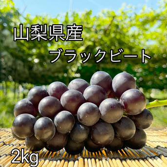 ぶどう【ブラックビート】2kg〜2.4kg前後(3〜5房)山梨県産　種なし『常温便』 2kg 果物/ぶどう通販