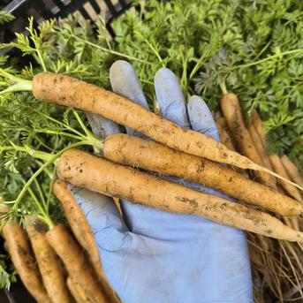 愛情たっぷり育てた寒締め葉つきミニ人参2100g☆パチャママ農園