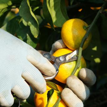 かじ坊みかん！ 小粒10kg Sサイズ以下！！ | 果物/温州みかん 産直