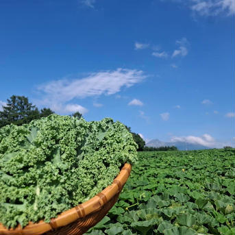 カリーノケール　朝取り カリーノケール300g×2 野菜/葉物通販