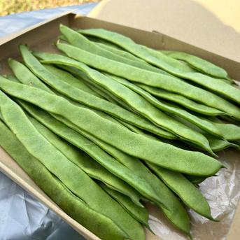 ジャンボインゲン10キロ ジャンボインゲン スジ無し 調理簡単 お試しサイズ宮崎県産 ｜ 野菜