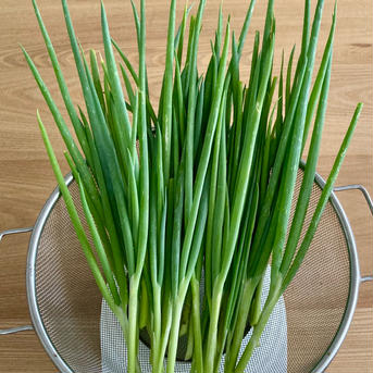 新鮮九条ネギ 九条ネギ　300グラム 野菜/ねぎ通販