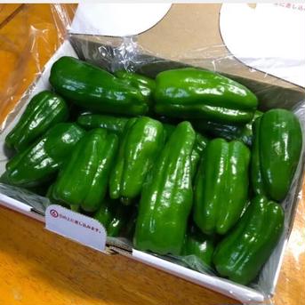 新鮮採りたて　美味しいピーマン 600g 野菜/ピーマン通販
