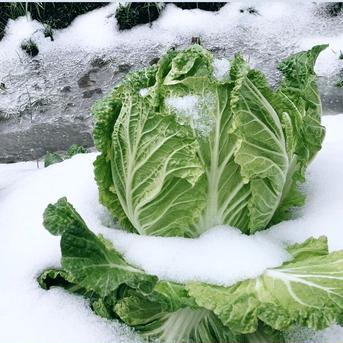 雪の中で育ちました。「雪中白菜」6玉 ｜ 野菜/白菜 産直アウル 農家