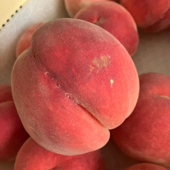 🆒クール便🆒【南アルプスの桃🍑幸茜】2キロ 減農薬/無肥料