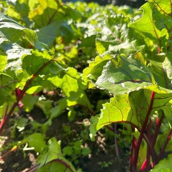 ビーツスーパーフード深谷産野菜！ビーツ4ｋｇ（１6個位） 16個位　4.5ｋｇ 野菜/その他野菜通販