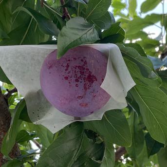 すもも・貴陽 一生に一度は食べたい王様のひと玉 1.5kg 約6~9玉