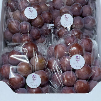 岡山県産 ピオーネ 箱込み2キロ 家庭用 即購入可能 ご家庭用】岡山県産ピオーネ2kg ｜ 果物/ぶどう 産直アウル 農家・漁師
