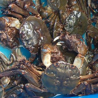 活モクズガニ　計2ｋｇ　オス・メス混ざり（約1ｋｇ×２）※大小混ざり　【北海道、沖縄、離島配送不可】 活タイプ　計２ｋｇ【約1ｋｇ（5-10尾入）×２】オス・メス混ざり　※大小混ざり 魚介類/カニ通販